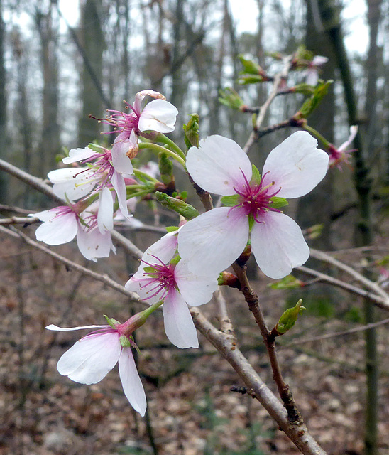 Frühlingsboten im Wald