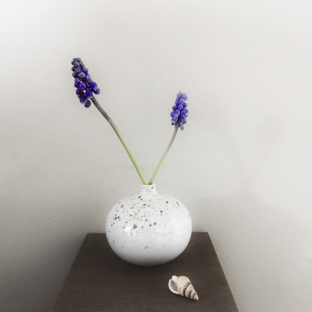 grape hyacinths