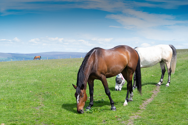 Horses on Cown Edge