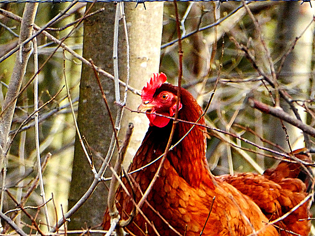 Chicken of the woods