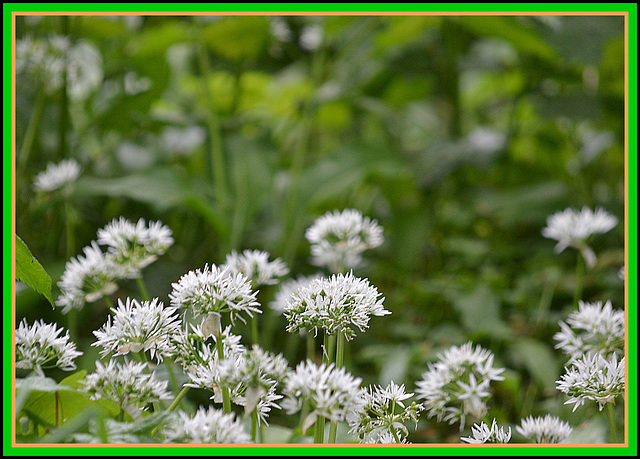 Allium Ursinum( group)