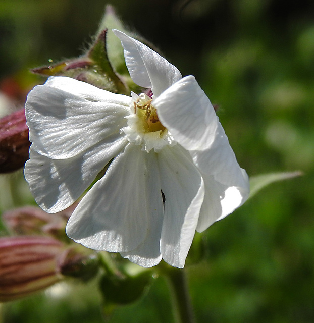 20230809 3649CPw [D~PB] Weiße Lichtnelke (Silene latifolia), Steinhorster Becken