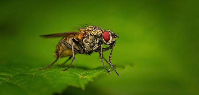 Einfach mal auf das Blatt gesetzt und posiert :)) I just sat down on the sheet and posed :)) Je me suis juste assise sur le drap et j'ai posé :))