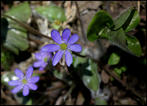 Hepatica nobilis (3)