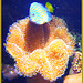 Korallenfisch