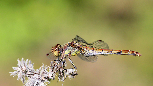 Sympetrum