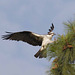 Western Osprey