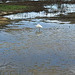 Egret at Madrona Marsh