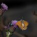 All of a flutter: Large Skipper Butterfly