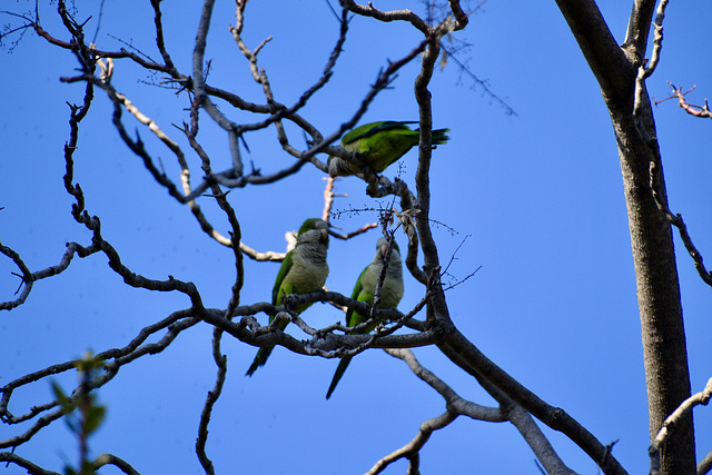 Athens 2020 – Parakeets