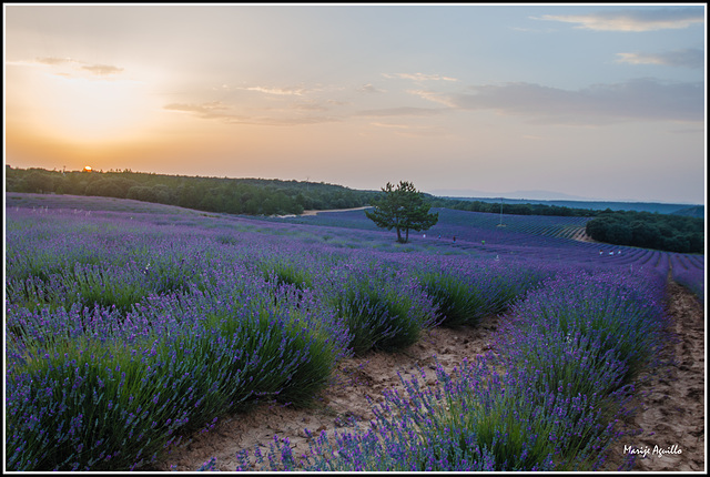 Aroma a lavanda