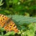 C-Falter (Polygonia c-album)