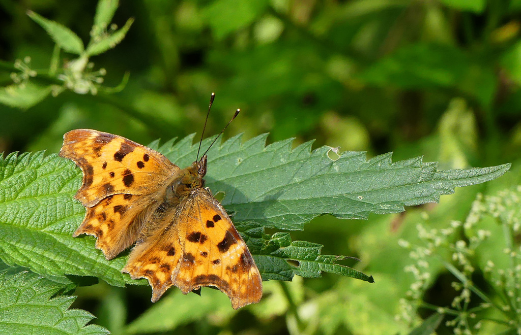 C-Falter (Polygonia c-album)