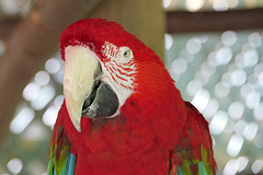 Green winged macaw