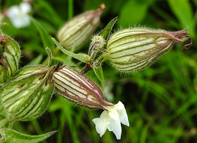 20230809 3651CPw [D~PB] Weiße Lichtnelke (Silene latifolia), Steinhorster Becken