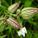 20230809 3651CPw [D~PB] Weiße Lichtnelke (Silene latifolia), Steinhorster Becken
