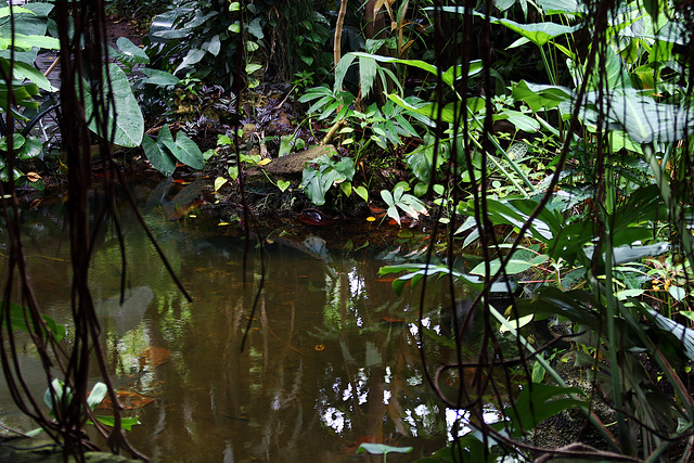 L'endroit précis où j'ai été victime d'une agréssion par un anaconda géant et deux alligators et je ne parle pas des piranhas ....