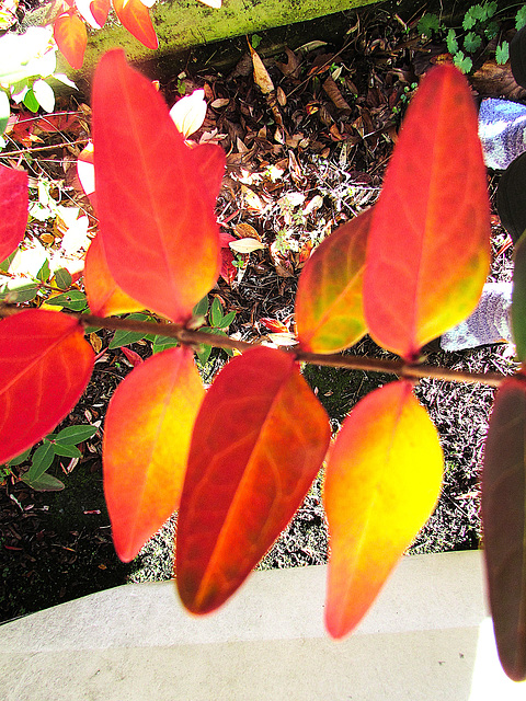 Autumn Beauty.