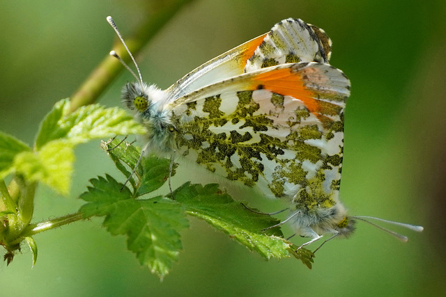 Jetzt ist Paarungszeit - It’s mating season now - PiPs