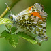 Jetzt ist Paarungszeit - It’s mating season now - PiPs