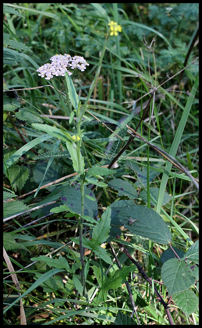 Sisymbrium  (2)