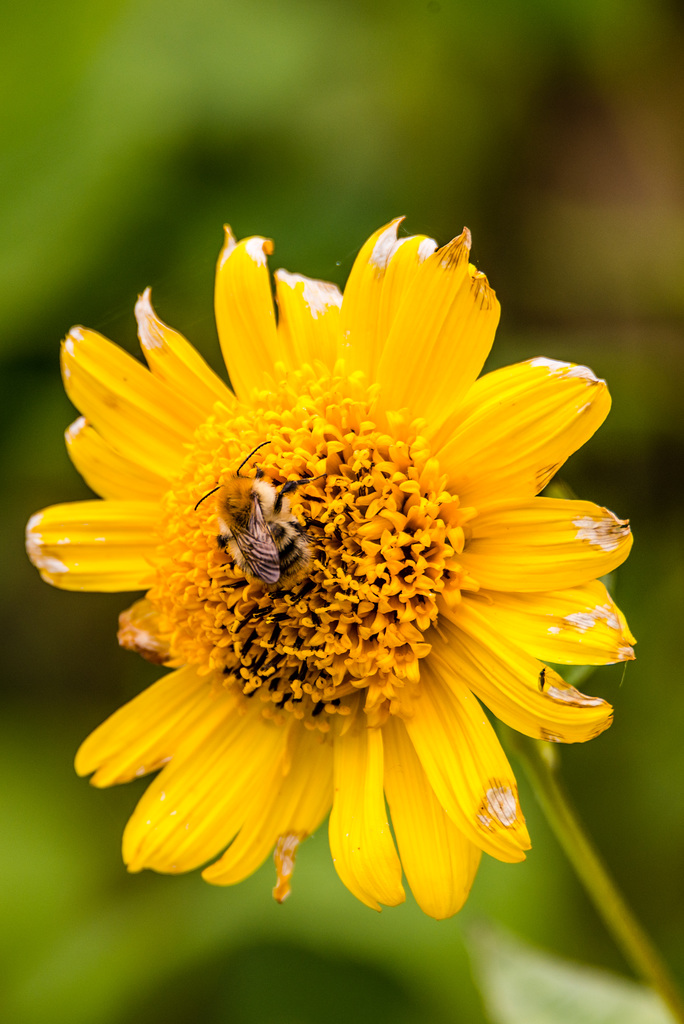 Bienchen - 20150903