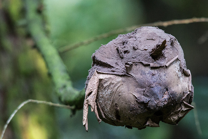 20151010 9268VRTw [D~H] Riesenbovist (Calvatia gigantea) [Gemeiner Riesenbovist], Wisentgehege, Springe-Deister