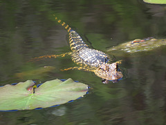Young alligator