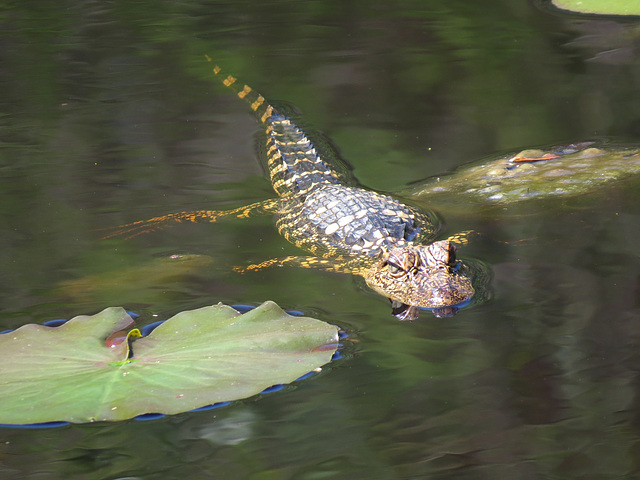 Young alligator