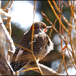 More activity in the trees today. More activity in the trees today.
