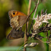 Meadow Brown Butterflies