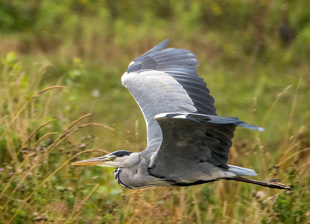 A heron at Burton Wetlands2jpg