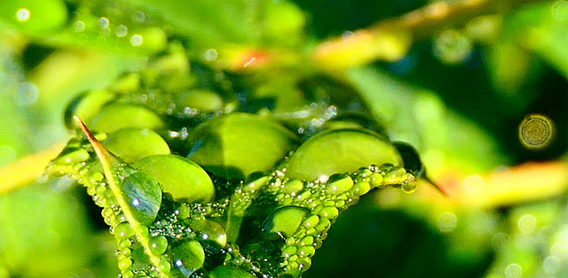 Bu-bulles... mais ce n'est pas de la pluie,