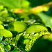 Bu-bulles... mais ce n'est pas de la pluie,