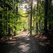 Fforest Fawr