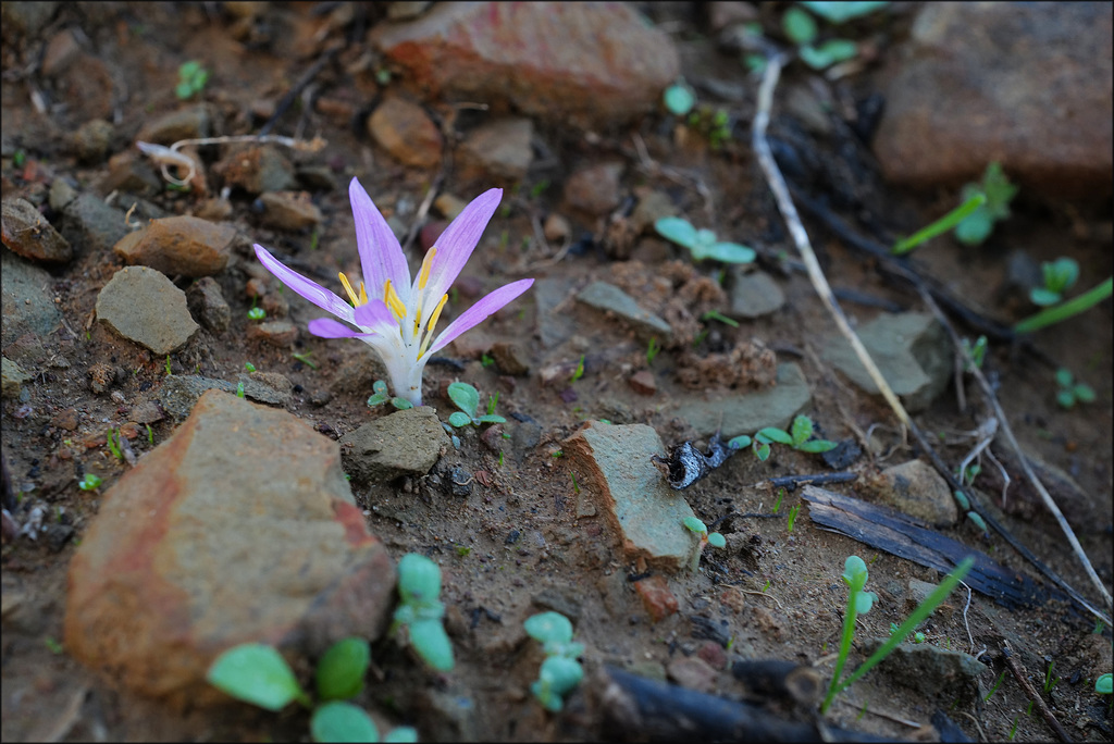 Merendera filifolia, Penedos