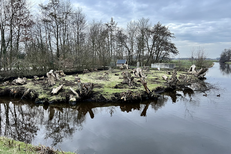 Field with tree stumps