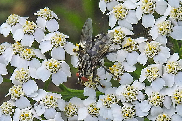 20230809 3652CPw [D~PB] Schafgarbe (Archillea millefolium), Graue Fleischfliege (Sarcophaga carnaria) [Schmeißfliege], Steinhorster Becken