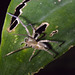 IMG 2370 Spider-1