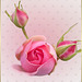 Ode an die Rose