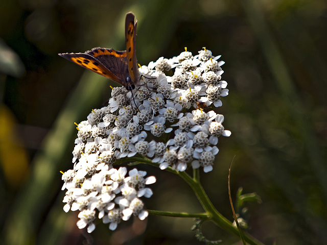 Butterfly - Burcina Park, Biella