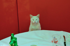 Cat waiting for its tea