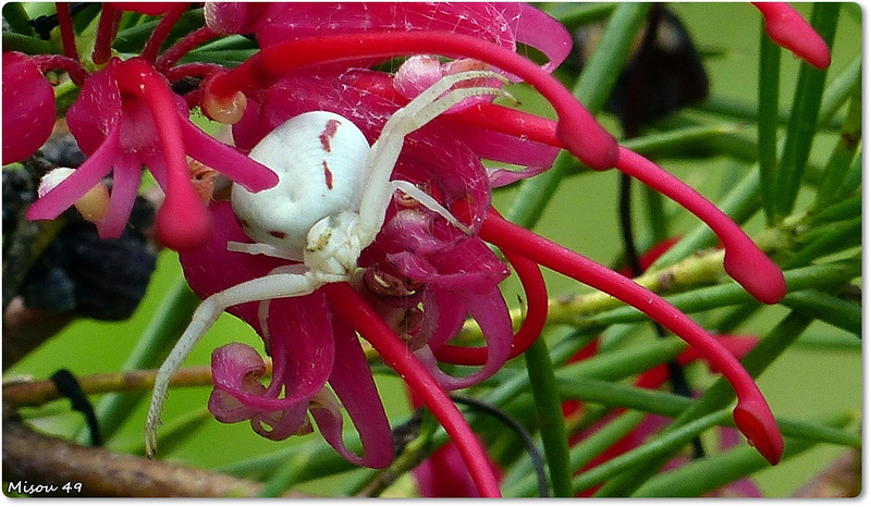 Araignée du soir !