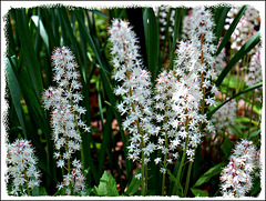 Tiarella *