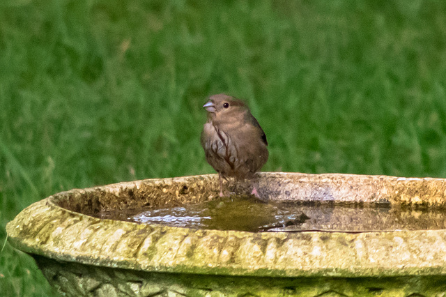 Bullfinch bathtime