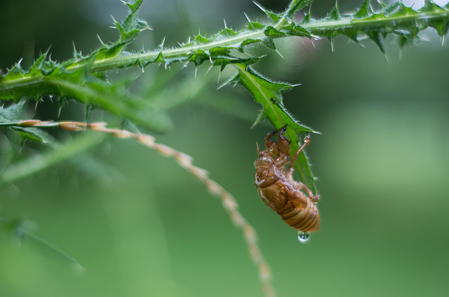 Cast-off skin of cicada