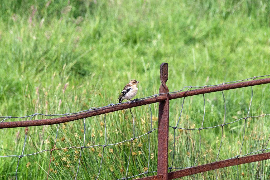 Just Sitting, HFF