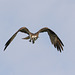 Western Osprey