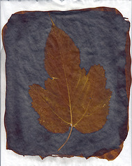 Sepia Leaf