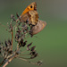 Meadow Brown Butterflies